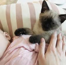Klar ist, eine siamkatze ist eine rassekatze und kostet entsprechend geld. Katze Drei Kinder Tipps Kosten Ausstattung Mamaskind Katzen Kaufen Katzen Baby Katzen