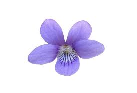 Image result for Viola abyssinica