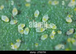 Image result for whitefly in cucumber
