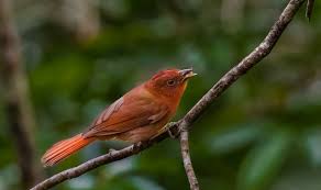 Image result for Antherotoma densiflora