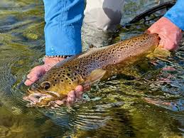 Latest Fly Fishing News and Reports