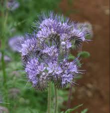 Flowers provide nectar or pollen bees need, and bee pollination helps flowers produce fruit and seeds. Native Pollinator Mix Oregon Wholesale Seed Company