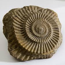Image result for fossils