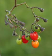 Perennials that have vertical clusters of small flowers and dark green leaves. Ohio Weedguide