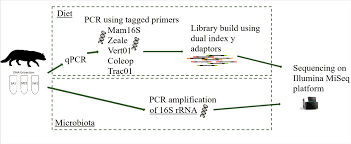 Image result for Cryptolepis cryptolepioides