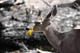 Maybe you would like to learn more about one of these? Do Deer Eat Petunias And How To Keep Them Away Conserve Energy Future