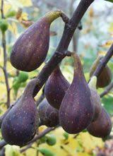 Because of this, the majority of figs are dried. Pin On Fig Tree Figuiers
