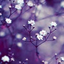 These beautiful pictures of pretty flowers are free stock photos and can be downloaded and commercially used because they are licensed under the free pexels license. Nature Flowers Macro Ipad Wallpapers Free Download