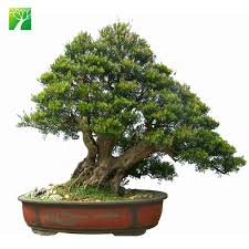 We guarantee safe arrival of all of our trees and plants. Low Price Real Bonsai Tree Plants Syzygium Buxifolium View Real Bonsai Plants Plant Fun Product Details From Plant Fun Xiamen Co Ltd On Alibaba Com