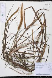 Image result for Cenchrus polystachios