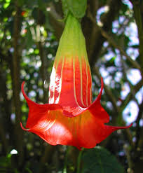 Image result for Brugmansia