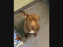 I'm based in carlow but can travel to collect. Dayton Pets Waiting To Be Adopted Sybill Ghost Clarice More Dayton Oh Patch