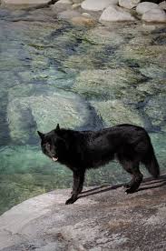 The wolamute is a cross of the alaskan malamute and the gray wolf also known as the malamute wolf mix or malawolf. Pin By Valli Wolf On D O G S Wolf Dog Alaskan Noble Companion Dog Black Siberian Husky