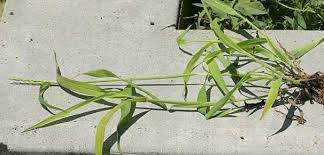 Image result for Digitaria longiflora