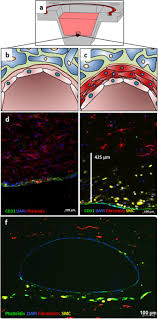 Helps blood return to the heart. Engineering Biofunctional In Vitro Vessel Models Using A Multilayer Bioprinting Technique Scientific Reports