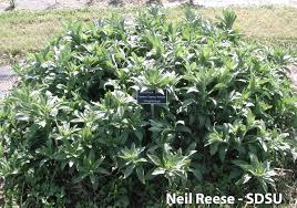 Image result for Zehneria oligosperma