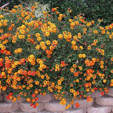 Image result for Lantana