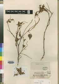 Image result for Rhynchosia elegans