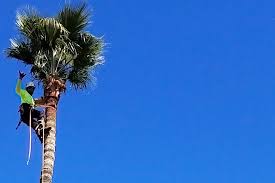 Unfortunately, the palm tree can also cause a lot of damage when it grows in some parts of the home. The Best Time Of Year To Prune Your Palm Trees The Tree Amigos