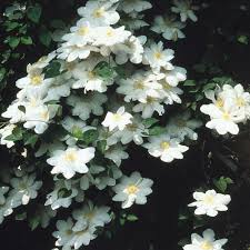 Check spelling or type a new query. Clematis Madame Le Coultre J Parker Dutch Bulbs