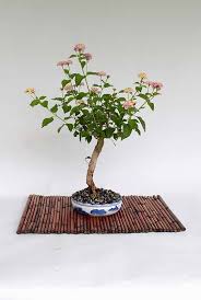 A bonsai tree needs regular pruning to maintain its size and to shape it to a desired style. Lantana Camara Bonsai Tree By Livebonsaitree On Etsy 59 00 Bonsai Tree Flowering Bonsai Tree Lantana