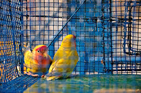 We did not find results for: Galif Street Pet Market Know All S Box