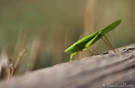 Image result for Ruspolia sp. no. 1 (Biegel 5407)