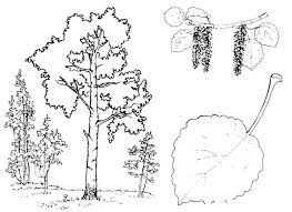 We offer you to download or print the coloring pages of the baobab in a4 format absolutely free. Online Coloring Pages Coloring Page Birch Tree Coloring Books For Children