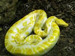 It is native to a large area of southeast asia but is found as an invasive species elsewhere. Coiled Up Large Yellow And White Burmese Python Stock Photo Picture And Royalty Free Image Image 10049206