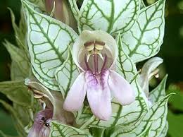 Image result for Justicia betonica