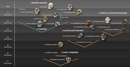 Evolutionary connections between Homo sapiens, Neanderthals, and Denisovans, AI generated