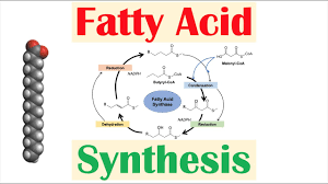 Image result for Fatty Acid