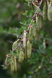 Image result for Rhigozum