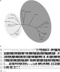 Approximately 80% of the molecules in earth's atmosphere are made of two. Symbiotic Leghemoglobins Are Crucial For Nitrogen Fixation In Legume Root Nodules But Not For General Plant Growth And Development Current Biology