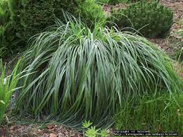 Fountain grass reseeds and may be invasive into natural areas. Plantfiles Pictures Pennisetum Black Fountain Grass Moudry Pennisetum Alopecuroides By Hczone6