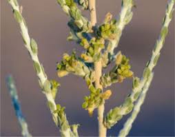 Image result for Thymelaeaceae