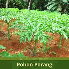 Maybe you would like to learn more about one of these? Karakteristik Pohon Porang Dari Batang Hingga Umbinya Ciriciripohon Com
