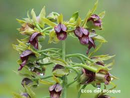Image result for Eulophia alta