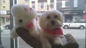 We did not find results for: Fluffy Puppies Closed 12 Photos Pet Training 14799 Yonge Street Aurora On Phone Number