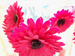 Choose from 230+ daisy flower graphic resources and download in the form of png, eps, ai or psd. Bright Pink Artificial Gerbera Flowers Stock Photo Picture And Royalty Free Image Image 9675574