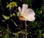 Image result for Hibiscus subreniformis