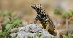 Image result for Microlophus peruvianus