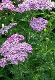 How To Make A Butterfly Island Bed Butterfly Garden Design Butterfly Garden Garden Design