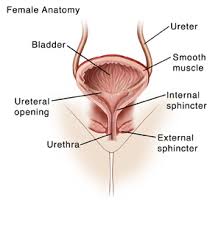 The organs appear within the outline of a young female shown from the abdomen to the thigh. Spinal Cord Injury Sci Managing Your Bladder Saint Luke S Health System