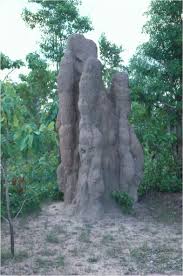 Image result for Ancylobothrys robusta