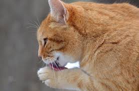 Kedi Tirmigi Hastaligi Juen Pet Market Blog