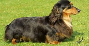 Chihuahua Daschund Long Hair Mix Google Search Long Haired Dachshund Dachshund Mix Dachshund