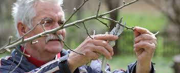 Late winter, however, is an excellent time to prune your trees. Oksir How To Prune An Apple Tree