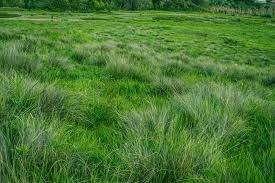 best 500 grass pictures download free images on unsplash best 500 grass pictures download