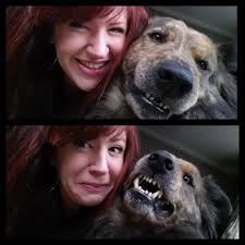 Life with a smart and loving Border Collie